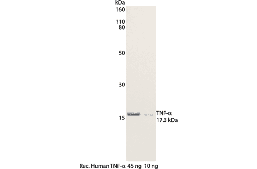 WB - Anti-TNF alpha Antibody [MT15B15] (Biotin) (A269725) - Antibodies.com