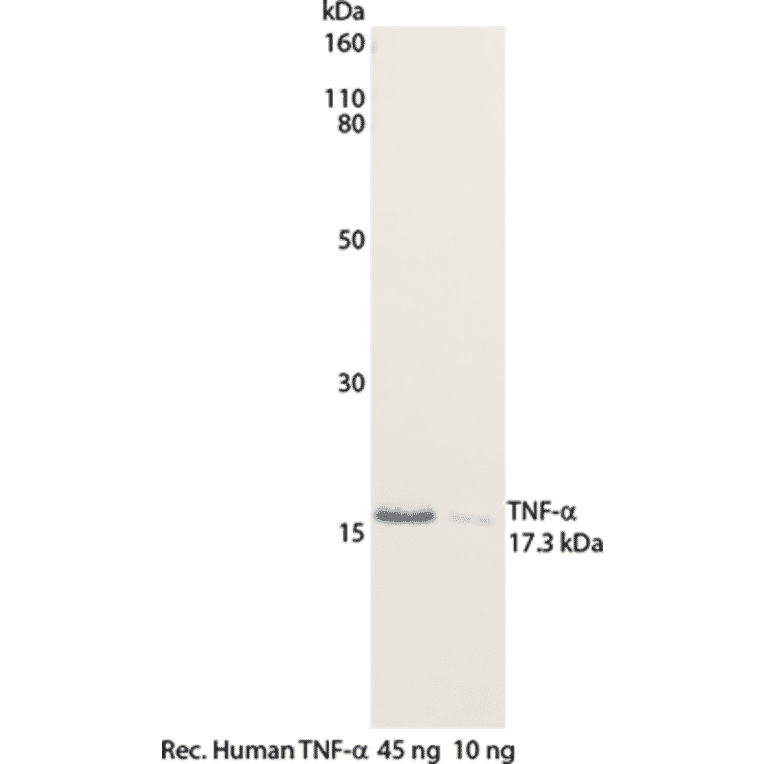 WB - Anti-TNF alpha Antibody [MT15B15] (Biotin) (A269725) - Antibodies.com