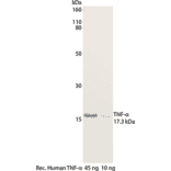 WB - Anti-TNF alpha Antibody [MT15B15] (Biotin) (A269725) - Antibodies.com