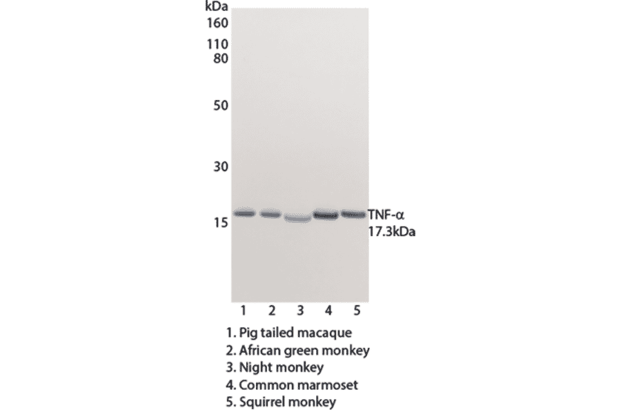 WB - Anti-TNF alpha Antibody [MT15B15] (Biotin) (A269727) - Antibodies.com