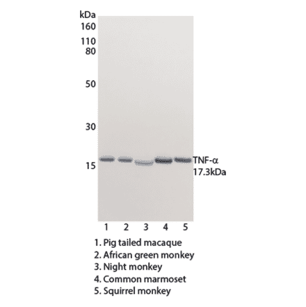 WB - Anti-TNF alpha Antibody [MT15B15] (Biotin) (A269727) - Antibodies.com
