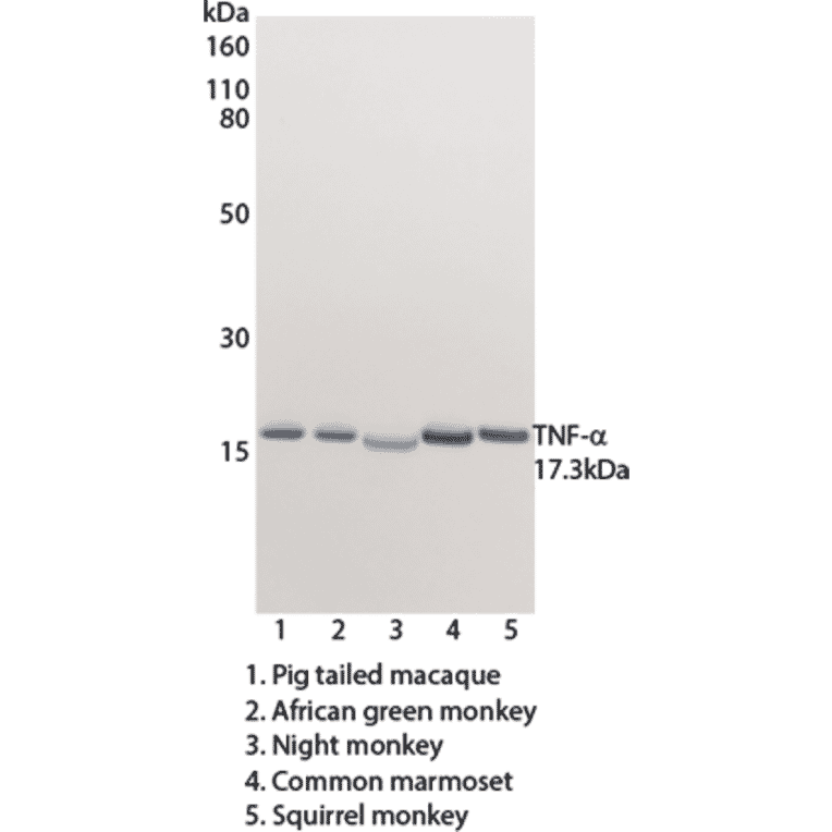 WB - Anti-TNF alpha Antibody [MT15B15] (Biotin) (A269727) - Antibodies.com