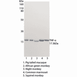 WB - Anti-TNF alpha Antibody [MT15B15] (Biotin) (A269727) - Antibodies.com