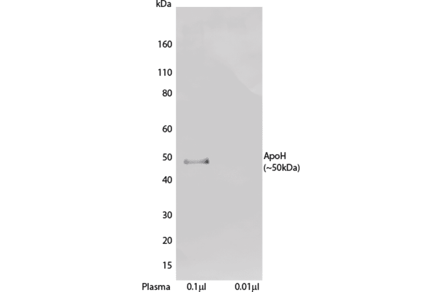 WB - Anti-Apo-H Antibody [H464] (Biotin) (A269751) - Antibodies.com