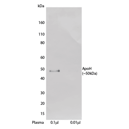 WB - Anti-Apo-H Antibody [H464] (Biotin) (A269751) - Antibodies.com