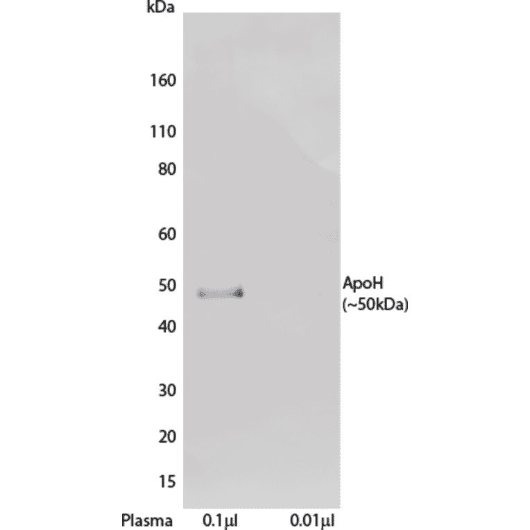 WB - Anti-Apo-H Antibody [H464] (Biotin) (A269751) - Antibodies.com