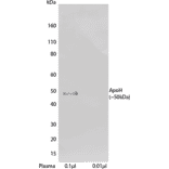 WB - Anti-Apo-H Antibody [H464] (Biotin) (A269751) - Antibodies.com
