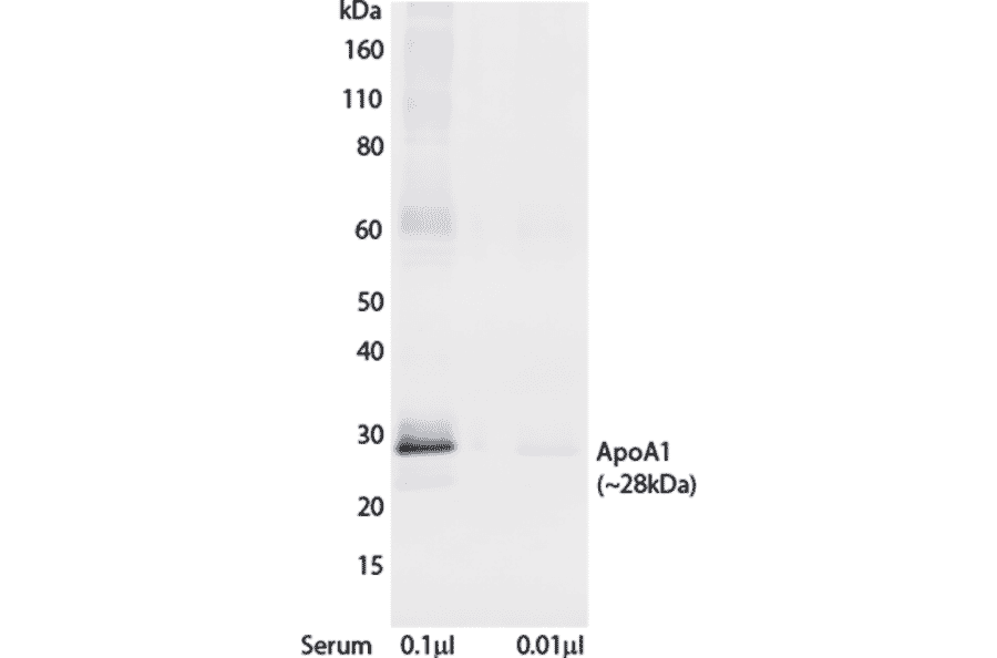 WB - Anti-Apolipoprotein A I Antibody [mHDL36] (Biotin) (A269753) - Antibodies.com