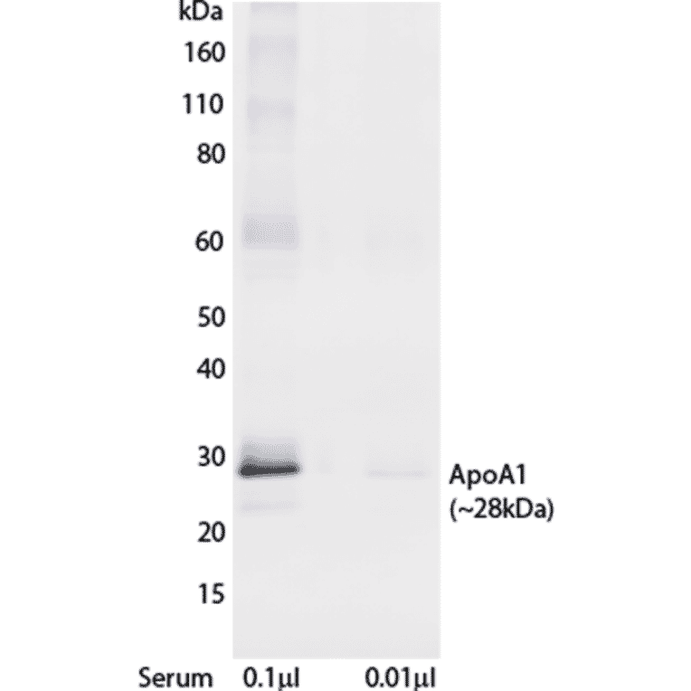 WB - Anti-Apolipoprotein A I Antibody [mHDL36] (Biotin) (A269753) - Antibodies.com