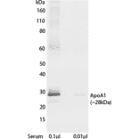 WB - Anti-Apolipoprotein A I Antibody [mHDL36] (Biotin) (A269753) - Antibodies.com