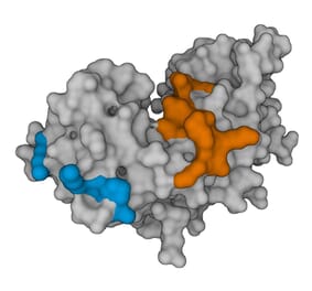 Protein Structure - Anti-Interferon gamma Antibody [7-B6-1] (Biotin) (A269767) - Antibodies.com
