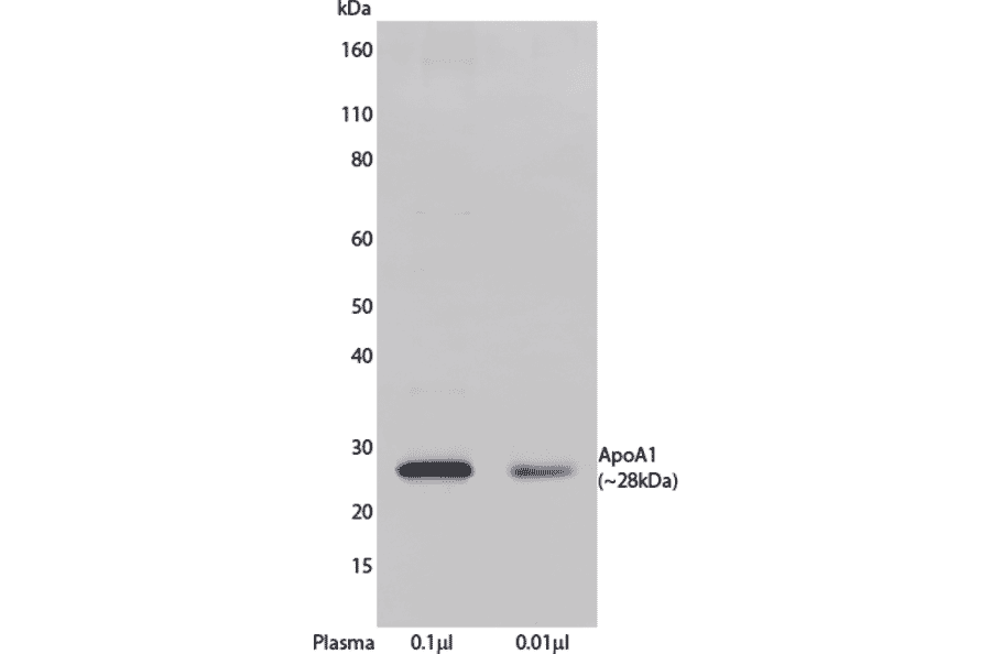 WB - Anti-Apolipoprotein A I Antibody [HDL 44] (Biotin) (A269779) - Antibodies.com