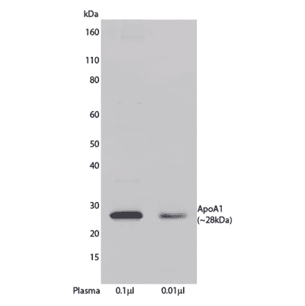 WB - Anti-Apolipoprotein A I Antibody [HDL 44] (Biotin) (A269779) - Antibodies.com