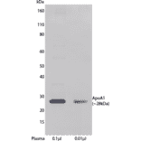 WB - Anti-Apolipoprotein A I Antibody [HDL 44] (Biotin) (A269779) - Antibodies.com