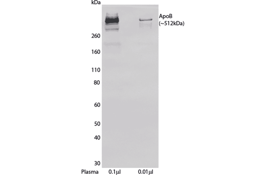 WB - Anti-Apolipoprotein B Antibody [LDL 11] (Biotin) (A269780) - Antibodies.com