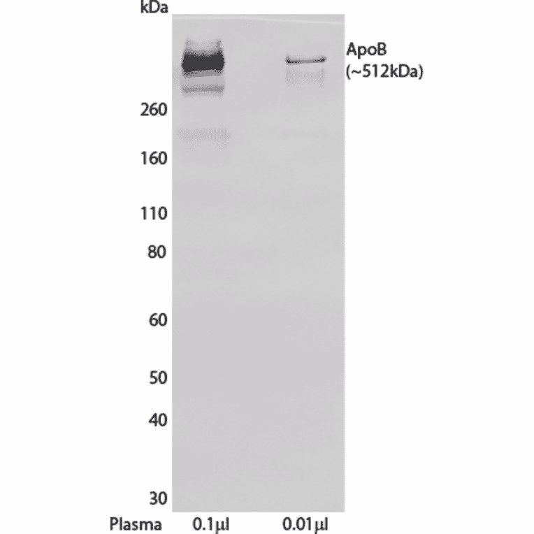 WB - Anti-Apolipoprotein B Antibody [LDL 11] (Biotin) (A269780) - Antibodies.com