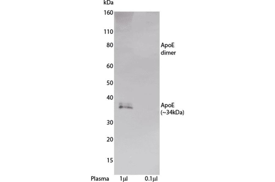 WB - Anti-Apolipoprotein E Antibody [E276] (A269847) - Antibodies.com