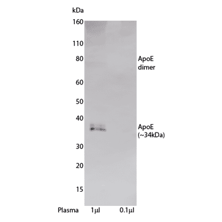 WB - Anti-Apolipoprotein E Antibody [E276] (A269847) - Antibodies.com