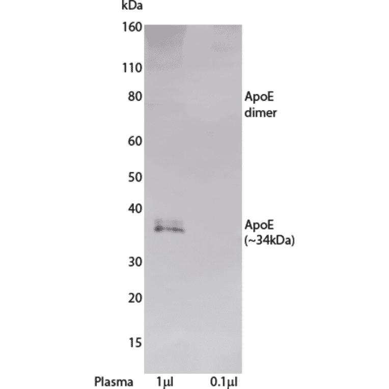 WB - Anti-Apolipoprotein E Antibody [E276] (A269847) - Antibodies.com
