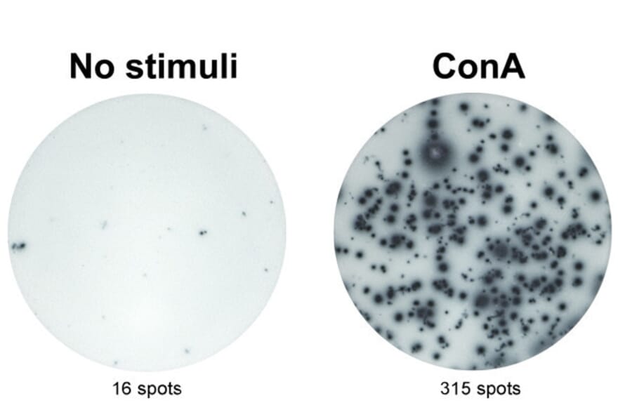 ELISpot - Anti-IL-17A Antibody [MT49A7] (A269864) - Antibodies.com