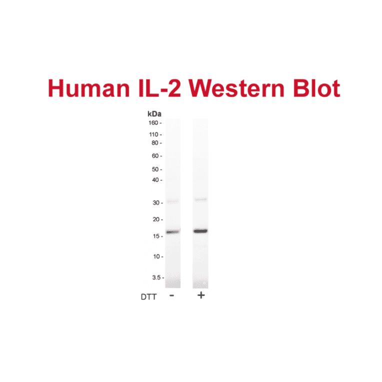 WB - Anti-IL-2 Antibody [MT2A91] (A269867) - Antibodies.com