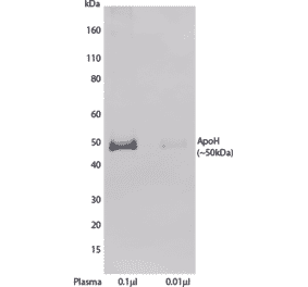 WB - Anti-Apo-H Antibody [H219] (A269918) - Antibodies.com