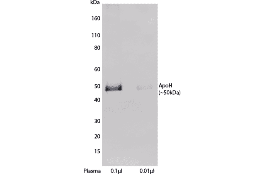 WB - Anti-Apo-H Antibody [H219] (A269918) - Antibodies.com