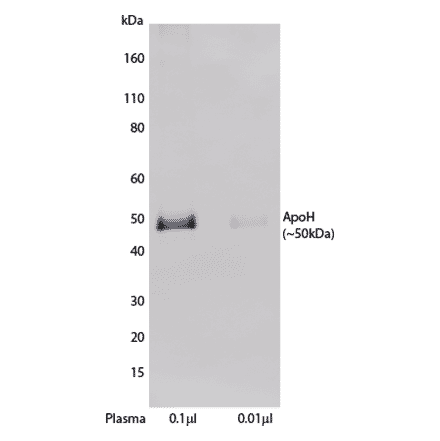 WB - Anti-Apo-H Antibody [H219] (A269918) - Antibodies.com