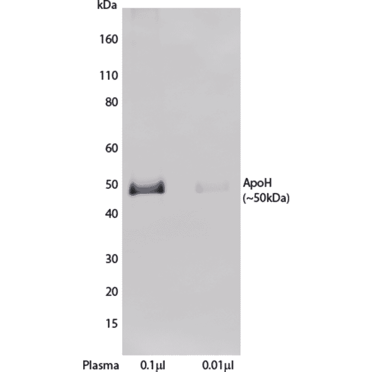 WB - Anti-Apo-H Antibody [H219] (A269918) - Antibodies.com