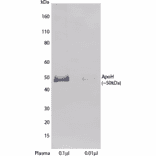 WB - Anti-Apo-H Antibody [H219] (A269918) - Antibodies.com