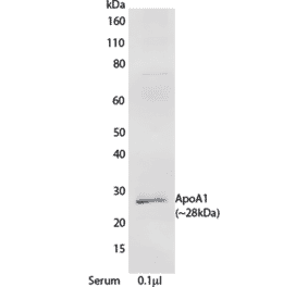 WB - Anti-Apolipoprotein A I Antibody [mHDL93] (A269920) - Antibodies.com