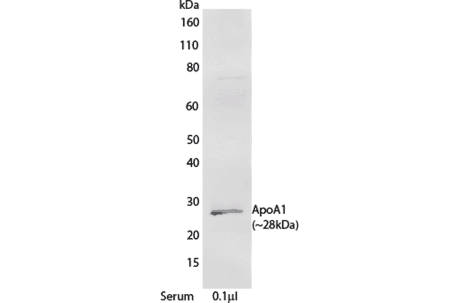 WB - Anti-Apolipoprotein A I Antibody [mHDL93] (A269920) - Antibodies.com