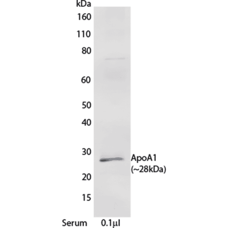 WB - Anti-Apolipoprotein A I Antibody [mHDL93] (A269920) - Antibodies.com
