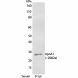 WB - Anti-Apolipoprotein A I Antibody [mHDL93] (A269920) - Antibodies.com