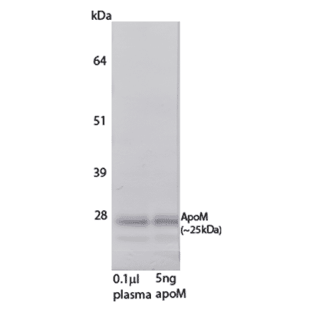 WB - Anti-Apo-M Antibody [M5] (A269924) - Antibodies.com