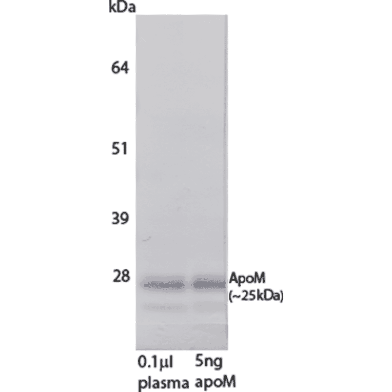 WB - Anti-Apo-M Antibody [M5] (A269924) - Antibodies.com