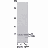 WB - Anti-Apo-M Antibody [M5] (A269924) - Antibodies.com