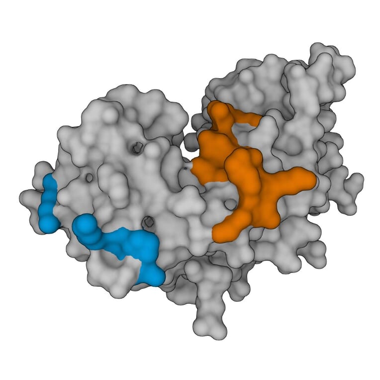 Protein Structure - Anti-Interferon gamma Antibody [1-D1K] (A269933) - Antibodies.com