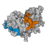 Protein Structure - Anti-Interferon gamma Antibody [1-D1K] (A269933) - Antibodies.com