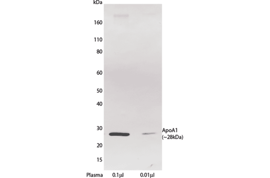 WB - Anti-Apolipoprotein A I Antibody [HDL 110] (A269946) - Antibodies.com