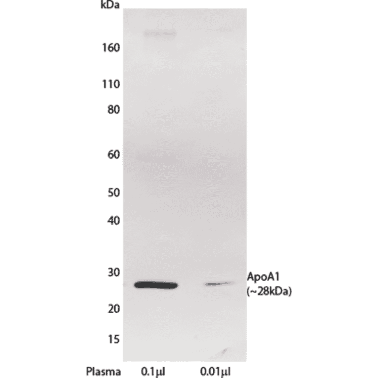 WB - Anti-Apolipoprotein A I Antibody [HDL 110] (A269946) - Antibodies.com