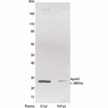 WB - Anti-Apolipoprotein A I Antibody [HDL 110] (A269946) - Antibodies.com