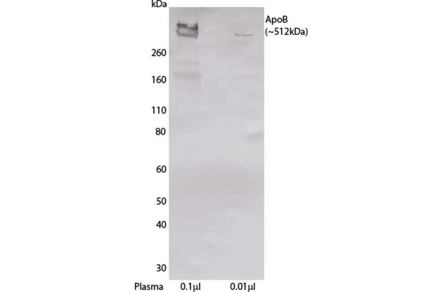 WB - Anti-Apolipoprotein B Antibody [LDL 20 + LDL 17] (A269947) - Antibodies.com