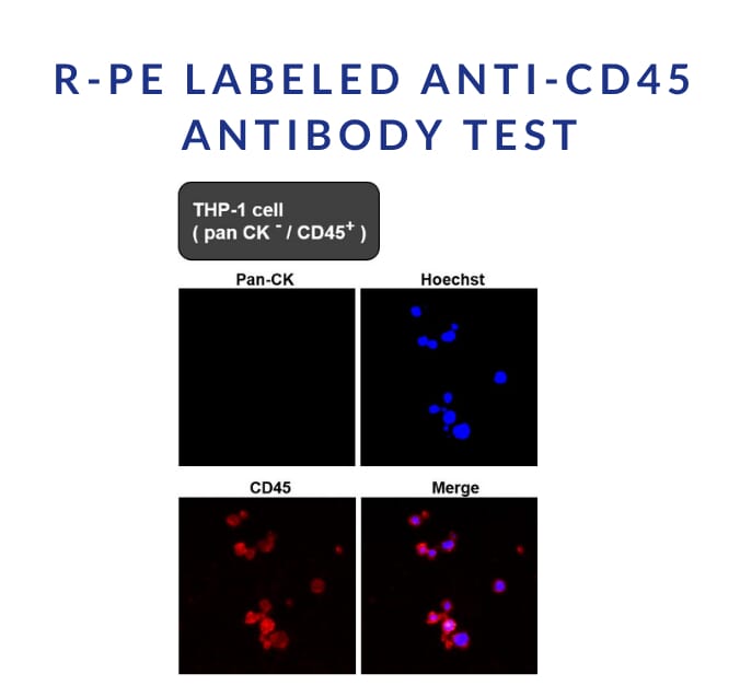 R-Phycoerythrin (R-PE) (A269981) | Antibodies.com