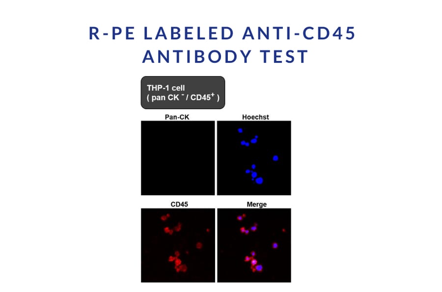 Immunofluorescence - R-Phycoerythrin (R-PE) (HA-201) - Antibodies.com