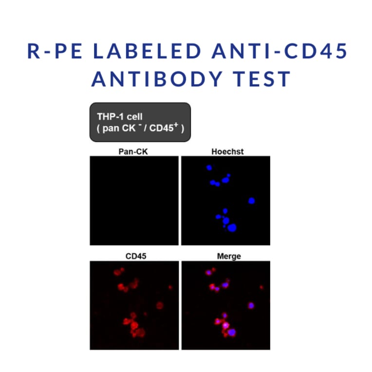 Immunofluorescence - R-Phycoerythrin (R-PE) (HA-201) - Antibodies.com