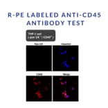 Immunofluorescence - R-Phycoerythrin (R-PE) (HA-201) - Antibodies.com