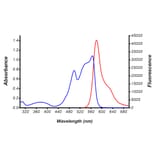 Fluorescence Spectrum - Activated R-Phycoerythrin (R-PE) (HA-202) - Antibodies.com