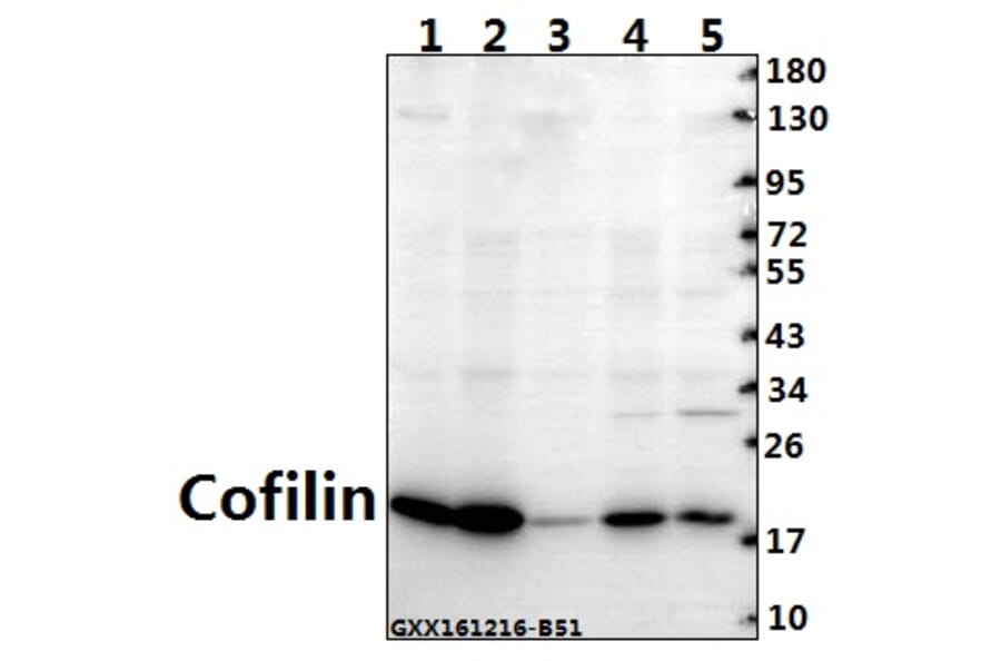 Anti-Cofilin (M1) Antibody from Bioworld Technology (BS3579) - Antibodies.com