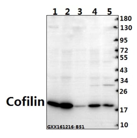 Anti-Cofilin (M1) Antibody from Bioworld Technology (BS3579) - Antibodies.com